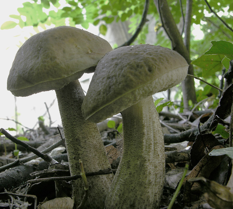 Boletus luridus e Leccinum carpini.